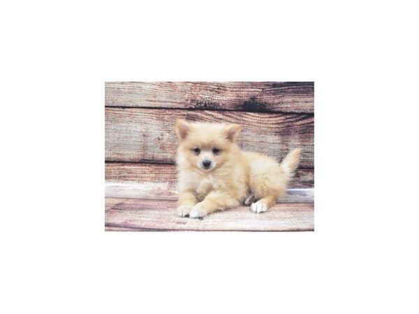 Pomeranian DOG Female Orange 5289 Petland San Antonio, TX