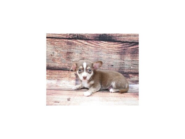 Chihuahua DOG Male Chocolate and Tan 5287 Petland San Antonio, TX