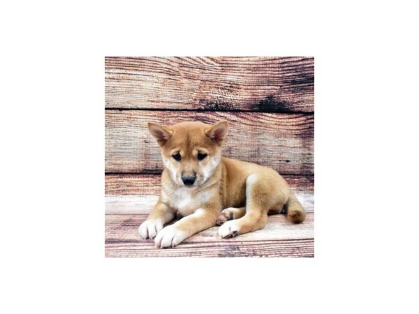 Shiba Inu DOG Female Red 5291 Petland San Antonio, TX