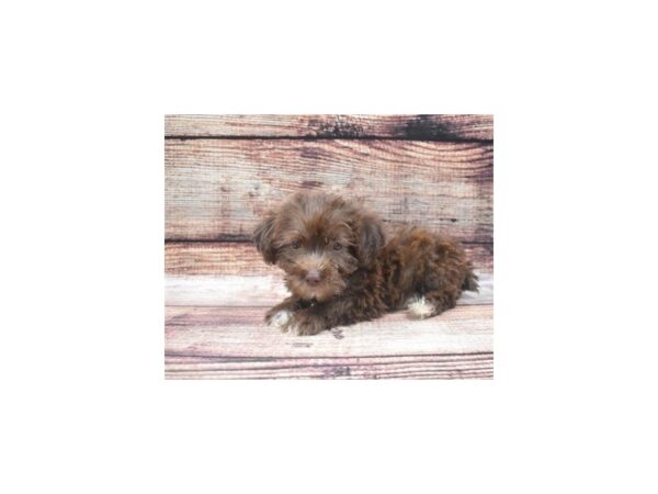 Schnoodle DOG Male Liver 5290 Petland San Antonio, TX