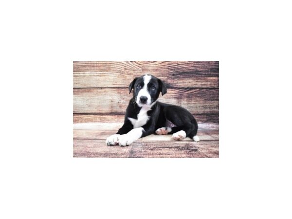 Border Collie-DOG-Male-Black and White-5286-Petland San Antonio, TX