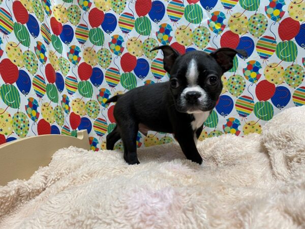 Boston Terrier DOG Male blk & wh 5294 Petland San Antonio, TX