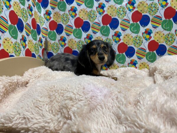 Dachshund DOG Female blk & silver dapple 5297 Petland San Antonio, TX