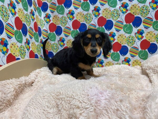 Dachshund DOG Female blk & tn 5296 Petland San Antonio, TX