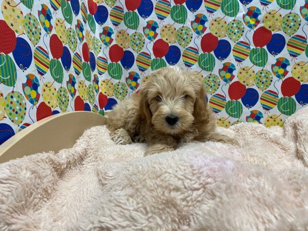 2nd Generation Mini Goldendoodle-DOG-Male-gldn wh mkgs-5292-Petland San Antonio, TX