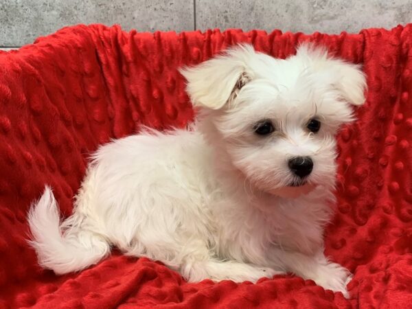 Maltese DOG Male White 8407 Petland San Antonio, TX