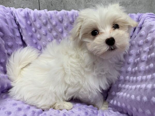 Maltese DOG Female White 8408 Petland San Antonio, TX