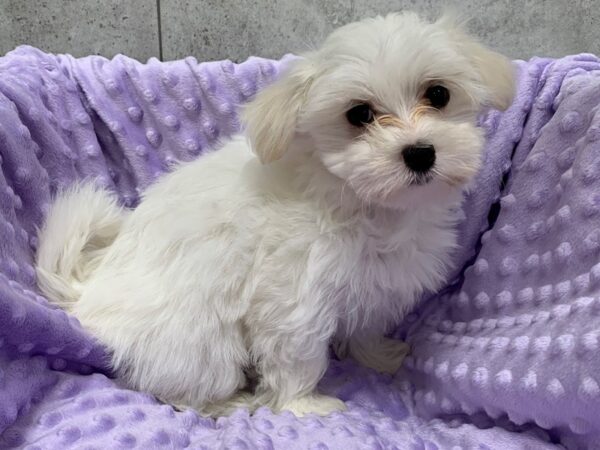 Maltese DOG Female White 8405 Petland San Antonio, TX