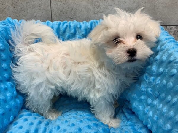 Maltese DOG Male White 8404 Petland San Antonio, TX