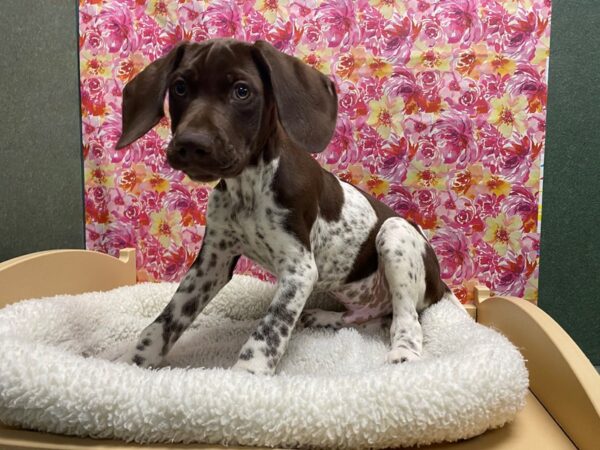 German Shorthair Pointer-DOG-Male-brown & wh-5298-Petland San Antonio, TX