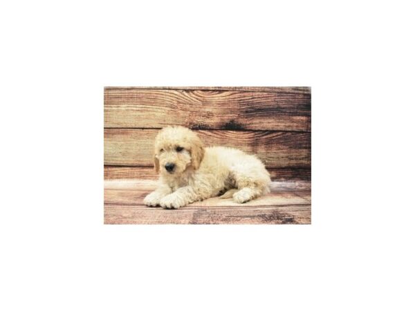 Mini Goldendoodle-DOG-Male-Golden-5304-Petland San Antonio, TX