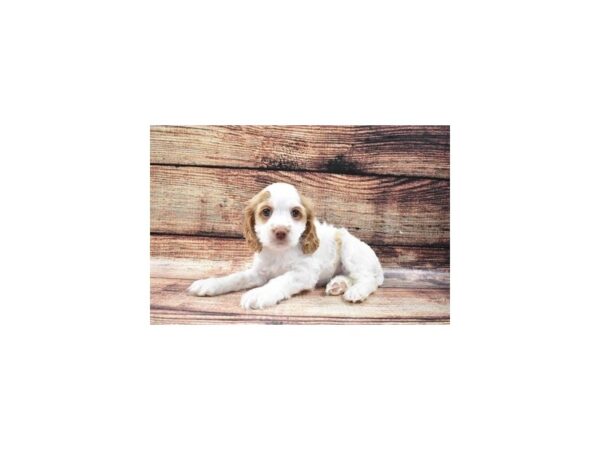 Cockapoo-DOG-Female-Buff and White-5300-Petland San Antonio, TX