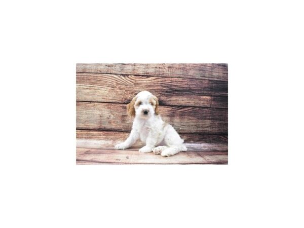 Cockapoo-DOG-Male-Buff and White-5299-Petland San Antonio, TX