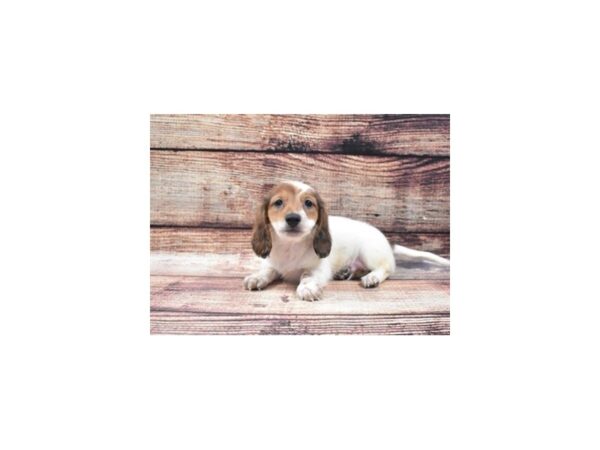 Dachshund-DOG-Male-Red-5301-Petland San Antonio, TX