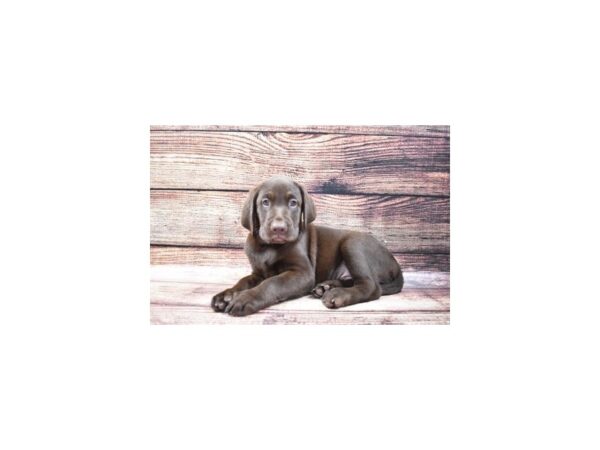 Labrador Retriever DOG Male Chocolate 5302 Petland San Antonio, TX