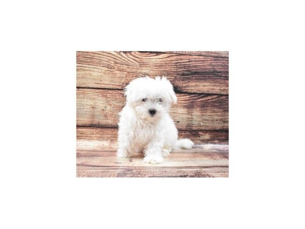 Maltese-DOG-Male-White-5303-Petland San Antonio, TX
