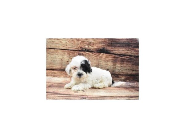 Teddy Bear-DOG-Female-Black and White-5306-Petland San Antonio, TX