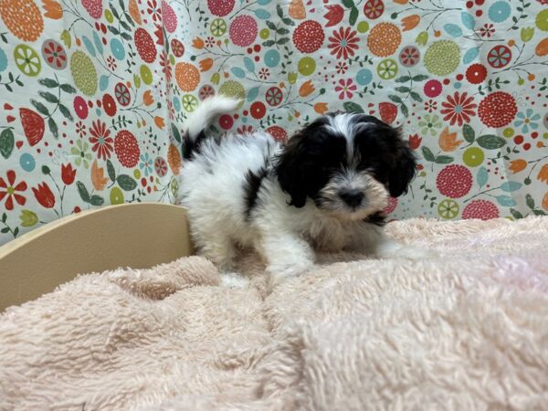 Zuchon DOG Female wh & blk sbl,prti 5309 Petland San Antonio, TX