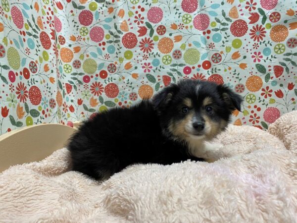 Miniature Australian Shepherd DOG Male blk wh mkgs tan pts 5308 Petland San Antonio, TX