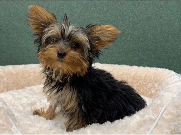 Yorkshire Terrier DOG Male Black & Tan 8395 Petland San Antonio, TX