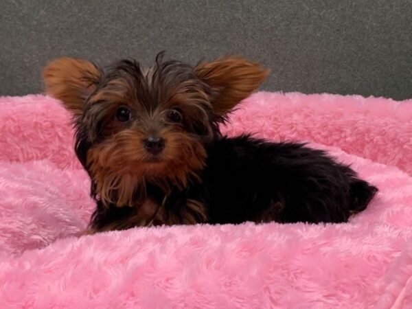 Yorkshire Terrier DOG Female Black & Tan 8396 Petland San Antonio, TX