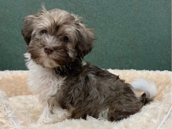 Havanese-DOG-Male-Chocolate Parti-8397-Petland San Antonio, TX