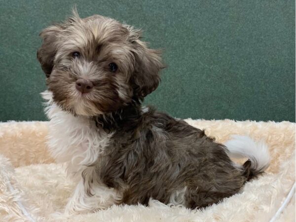 Havanese DOG Male Chocolate Parti 8397 Petland San Antonio, TX