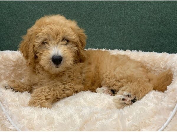 Miniature Goldendoodle DOG Male Red 8401 Petland San Antonio, TX