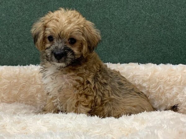 Morkie DOG Male Golden Fawn 8398 Petland San Antonio, TX