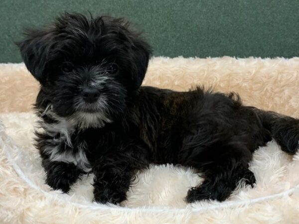 Morkie DOG Male Black & White 8399 Petland San Antonio, TX