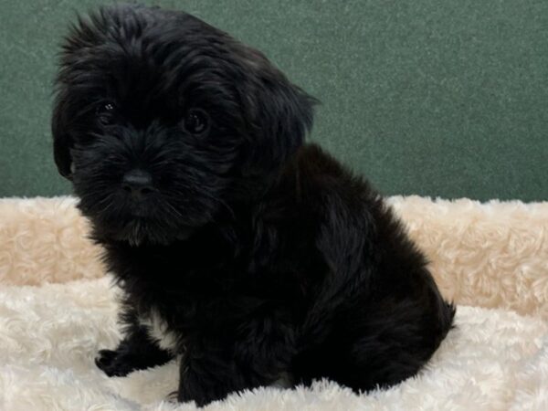 Morkie DOG Male Black & White 8400 Petland San Antonio, TX