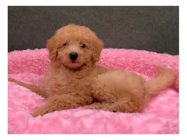 Miniature Goldendoodle DOG Female Red 8402 Petland San Antonio, TX