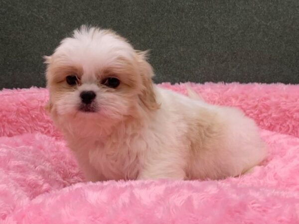 Shih Tzu DOG Female Cream 8403 Petland San Antonio, TX