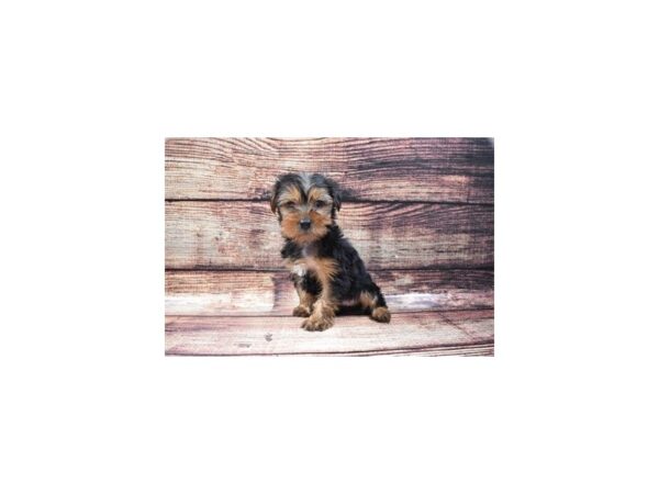 Yorkshire Terrier-DOG-Female-Black and Tan-5316-Petland San Antonio, TX