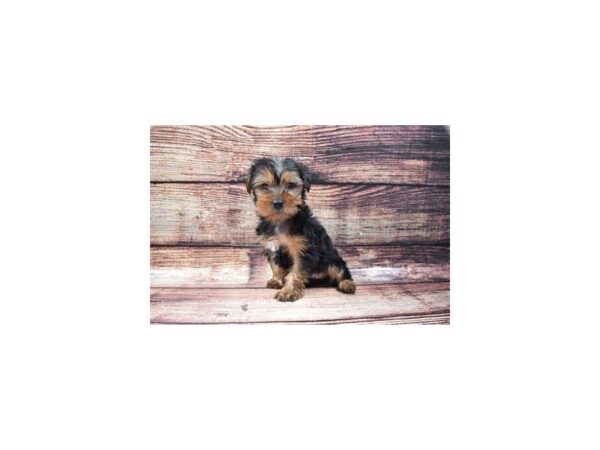 Yorkshire Terrier DOG Female Black and Tan 5316 Petland San Antonio, TX