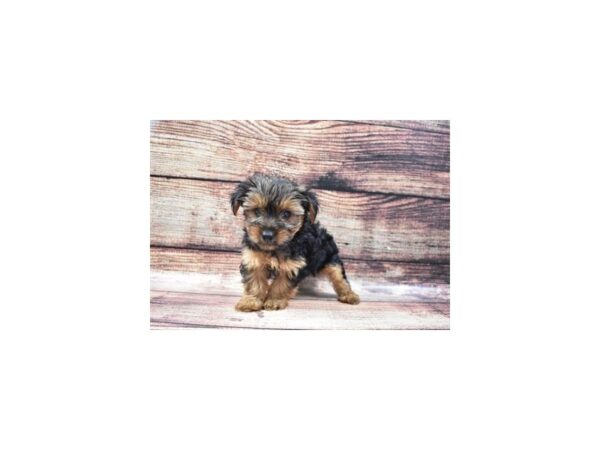 Yorkshire Terrier DOG Male Black and Tan 5315 Petland San Antonio, TX