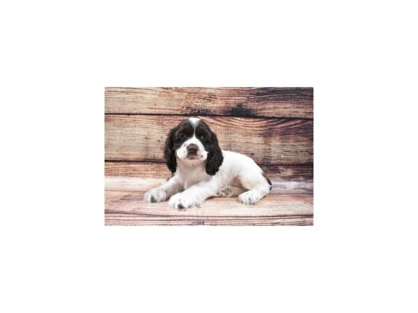 Cocker Spaniel-DOG-Male-Brown and White-5311-Petland San Antonio, TX