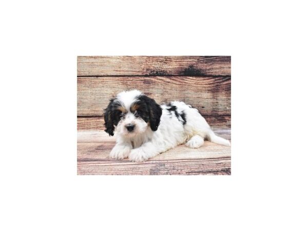 Cavachon-DOG-Male-Black and White-5310-Petland San Antonio, TX