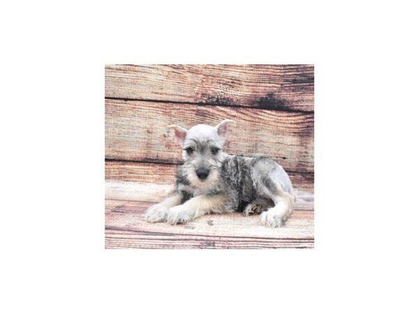 Miniature Schnauzer DOG Male Salt and Pepper 5314 Petland San Antonio, TX