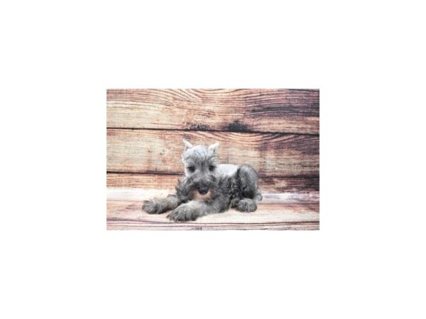 Miniature Schnauzer-DOG-Male-Salt and Pepper-5313-Petland San Antonio, TX