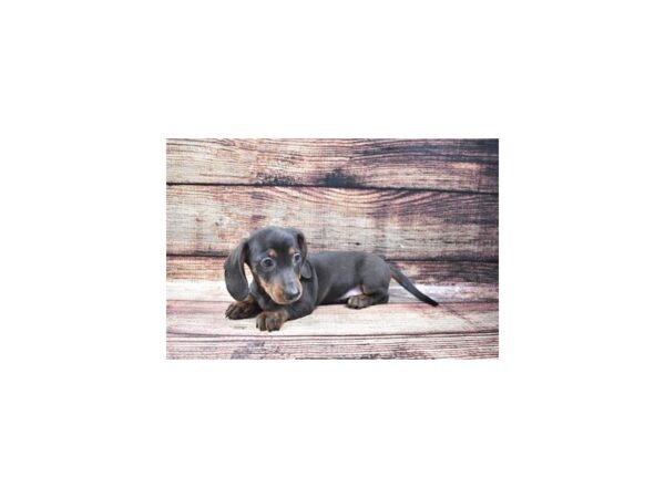 Dachshund DOG Male Black and Tan 5312 Petland San Antonio, TX