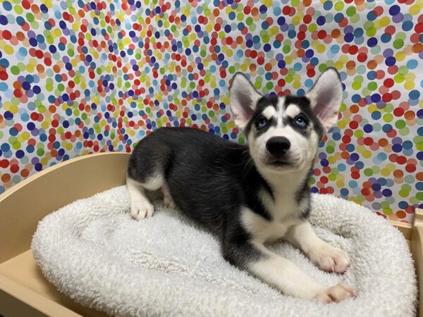 Siberian Husky DOG Male blk & wh 5324 Petland San Antonio, TX