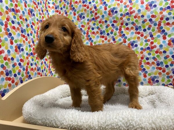 Goldendoodle-DOG-Female-red-5323-Petland San Antonio, TX