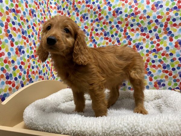 Goldendoodle DOG Female red 5323 Petland San Antonio, TX