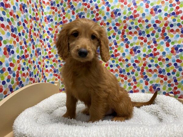 Goldendoodle DOG Male red 5322 Petland San Antonio, TX