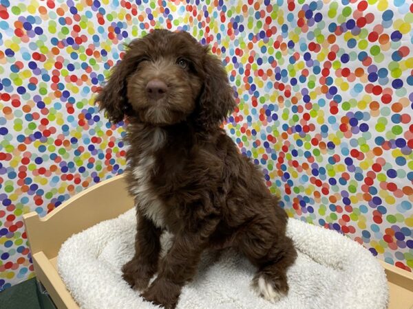 Aussiedoodle-DOG-Male-choc-5321-Petland San Antonio, TX