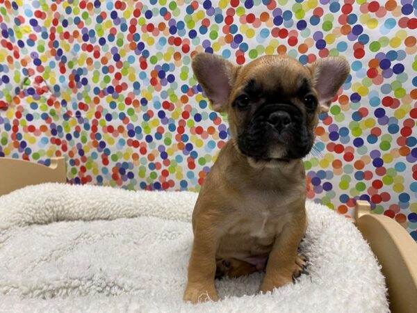 French Bulldog DOG Male fawn 5320 Petland San Antonio, TX