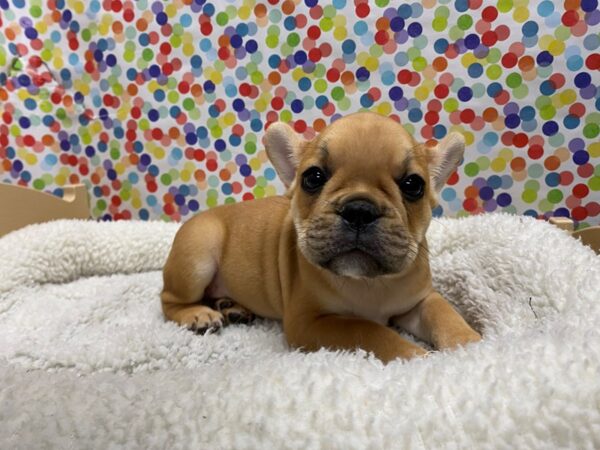 French Bulldog-DOG-Male-fawn-5319-Petland San Antonio, TX