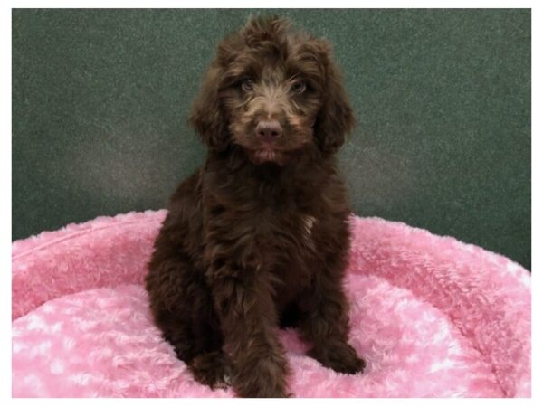 Aussiedoodle DOG Female Chocolate 8410 Petland San Antonio, TX