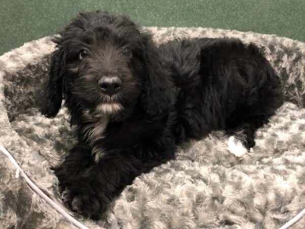 Aussiedoodle DOG Male Black 8411 Petland San Antonio, TX